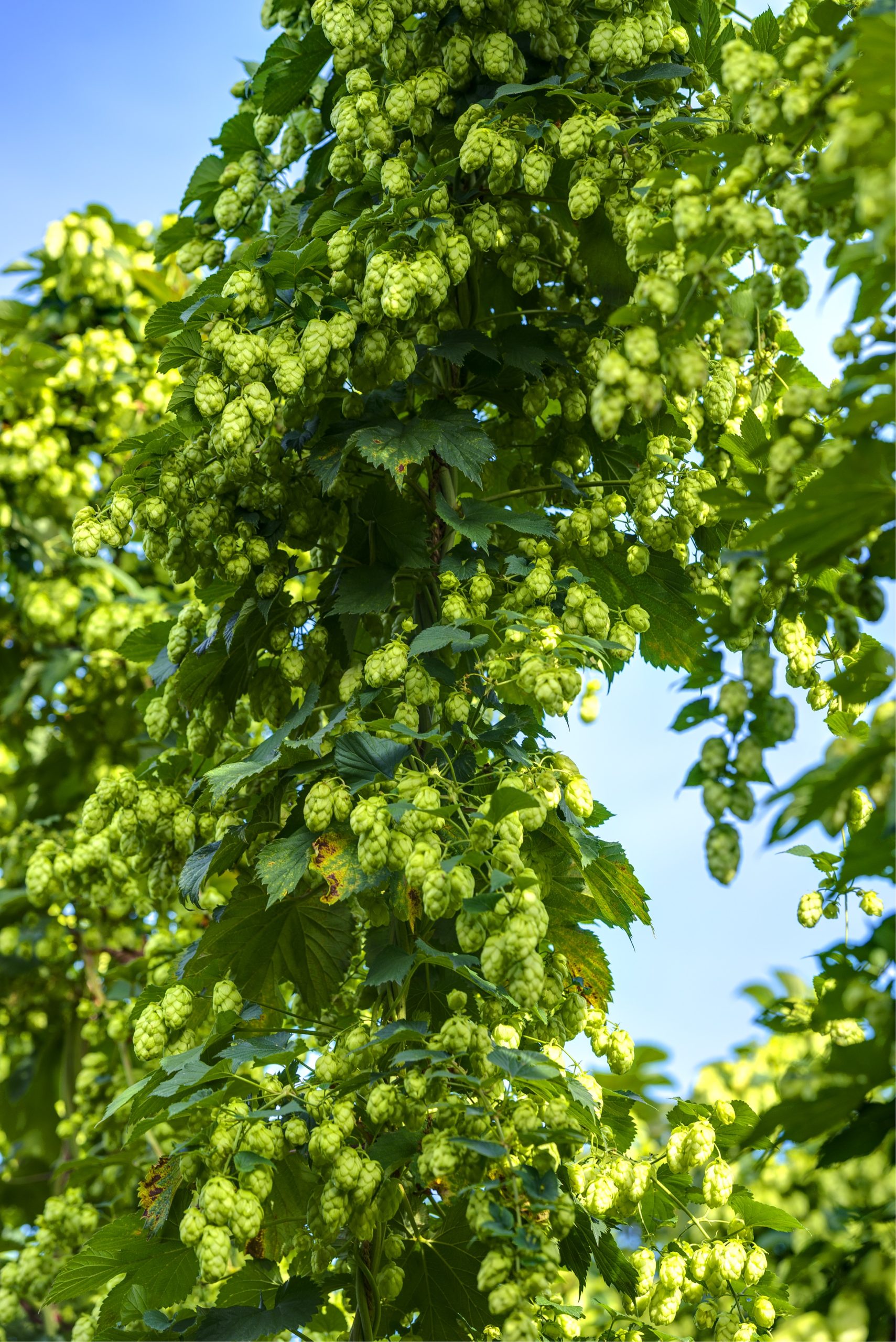 Harvest 2025- Green Hop Special