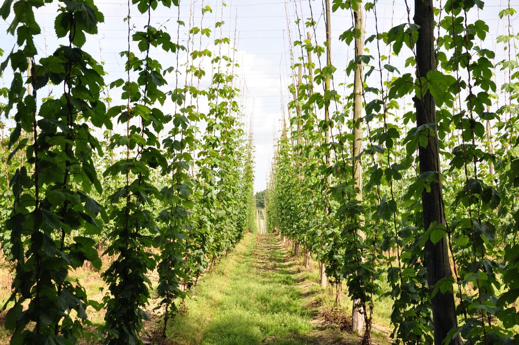 When to harvest hops in your garden