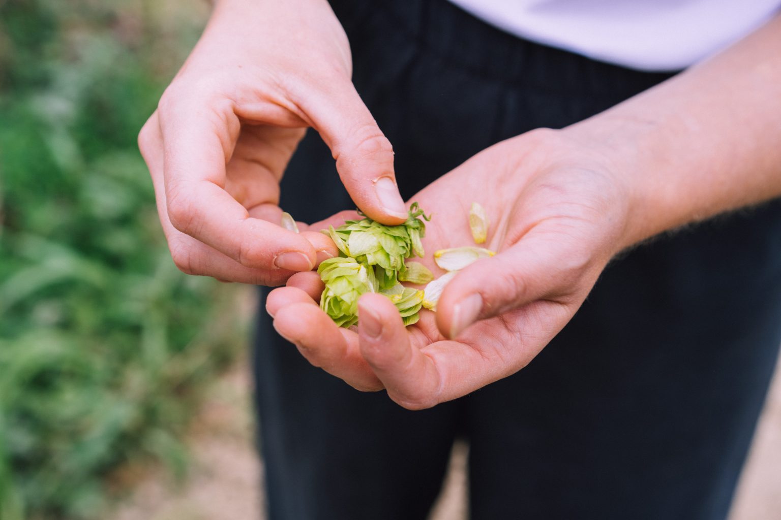 Hops Uk Hop Varieties for Every Beer Style | Hukins Hops