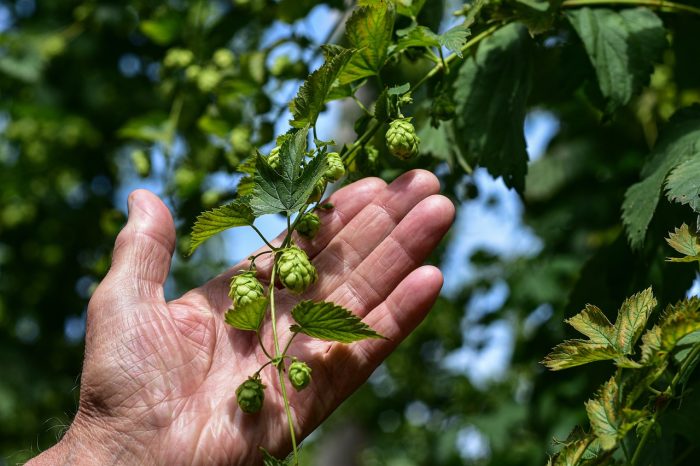 Carbon Neutral Hops