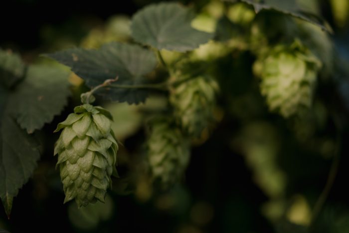low carbon hops