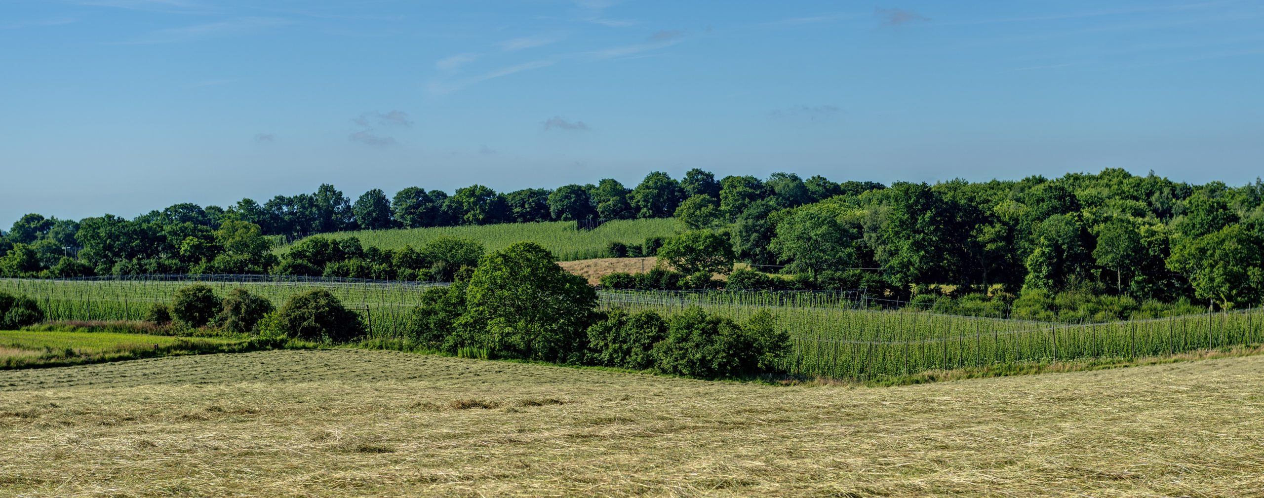 Our Yellow Rattle Harvest