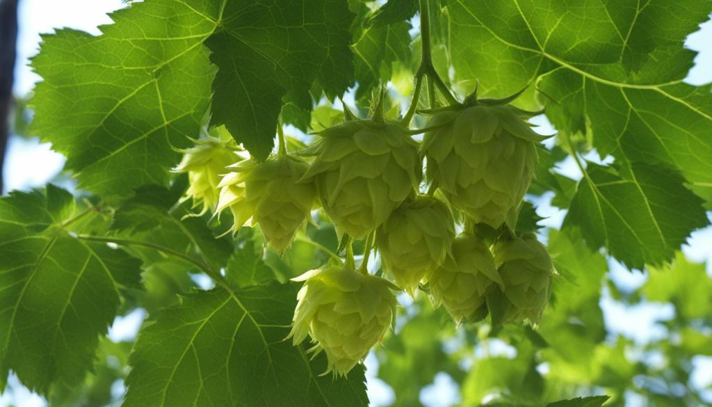 News & Press Hukins Hops