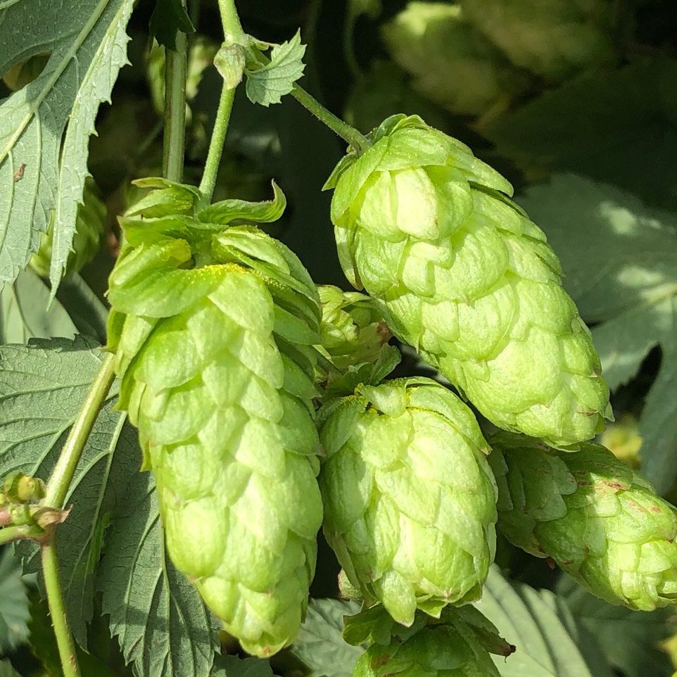 Harvest 2025- Green Hop Special Hukins Hops