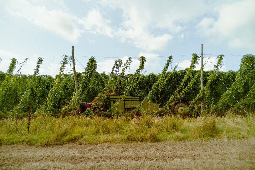 Harvest 2025- Green Hop Special Hukins Hops