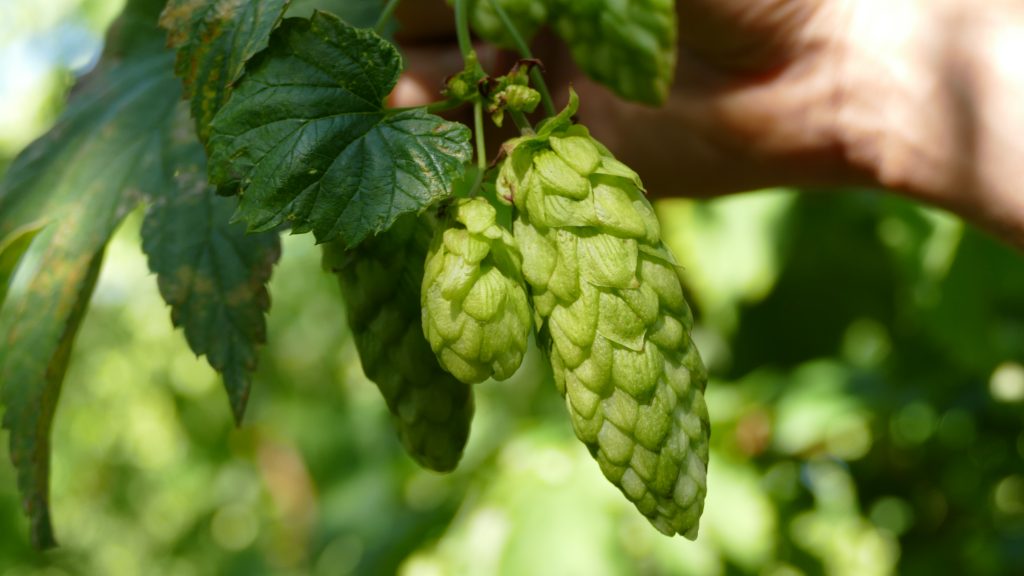 HOP FOCUS: BULLION Hukins Hops