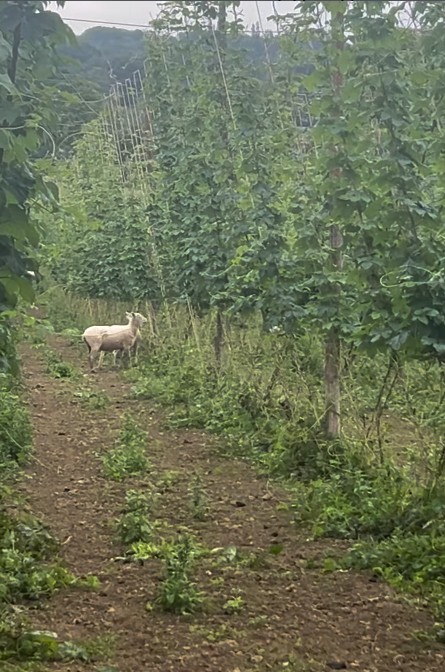 News & Press Hukins Hops